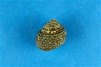 藏品(草蓆鐘螺)的圖片